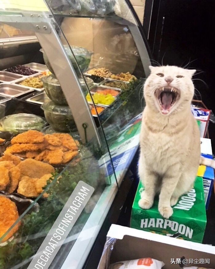 30只模样太霸气「比老板更像老板」的可爱店喵