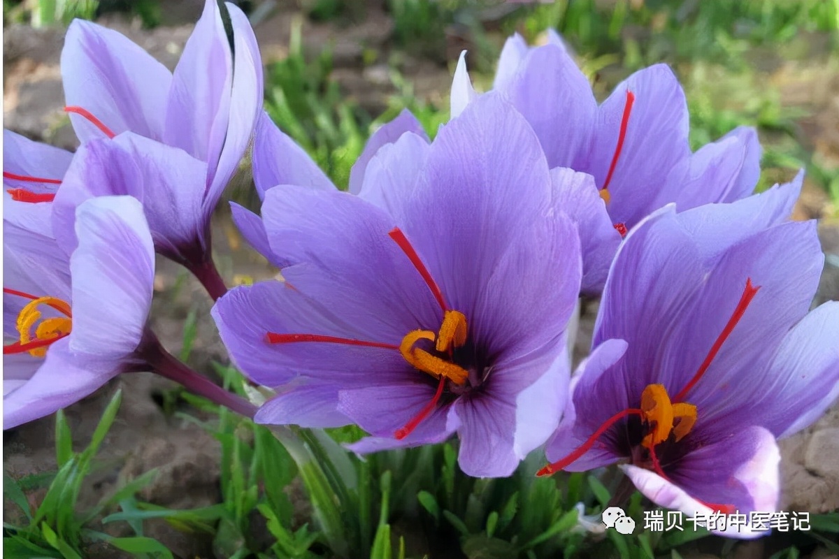 藏红花喝了之后月经崩漏,藏红花泡水止崩漏么