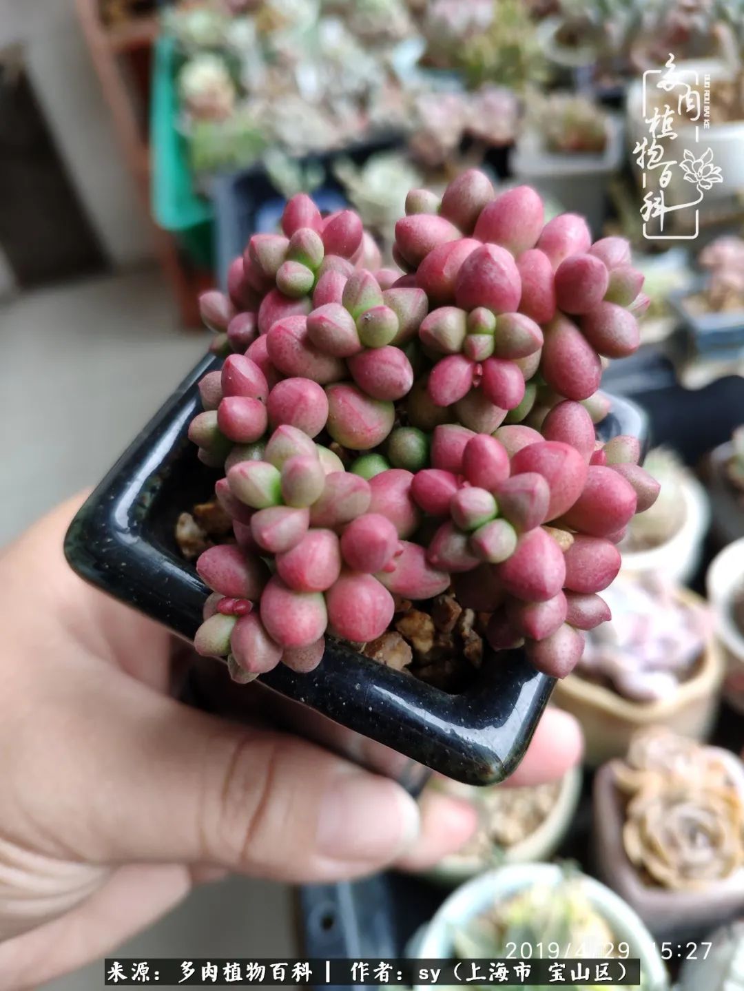 包邮区能养出状态的多肉,包邮区多肉养不死的品种