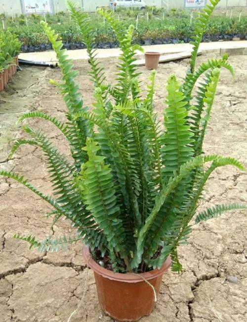 长得像虫子的蕨类,根部黑色像蜈蚣形状的蕨类大全