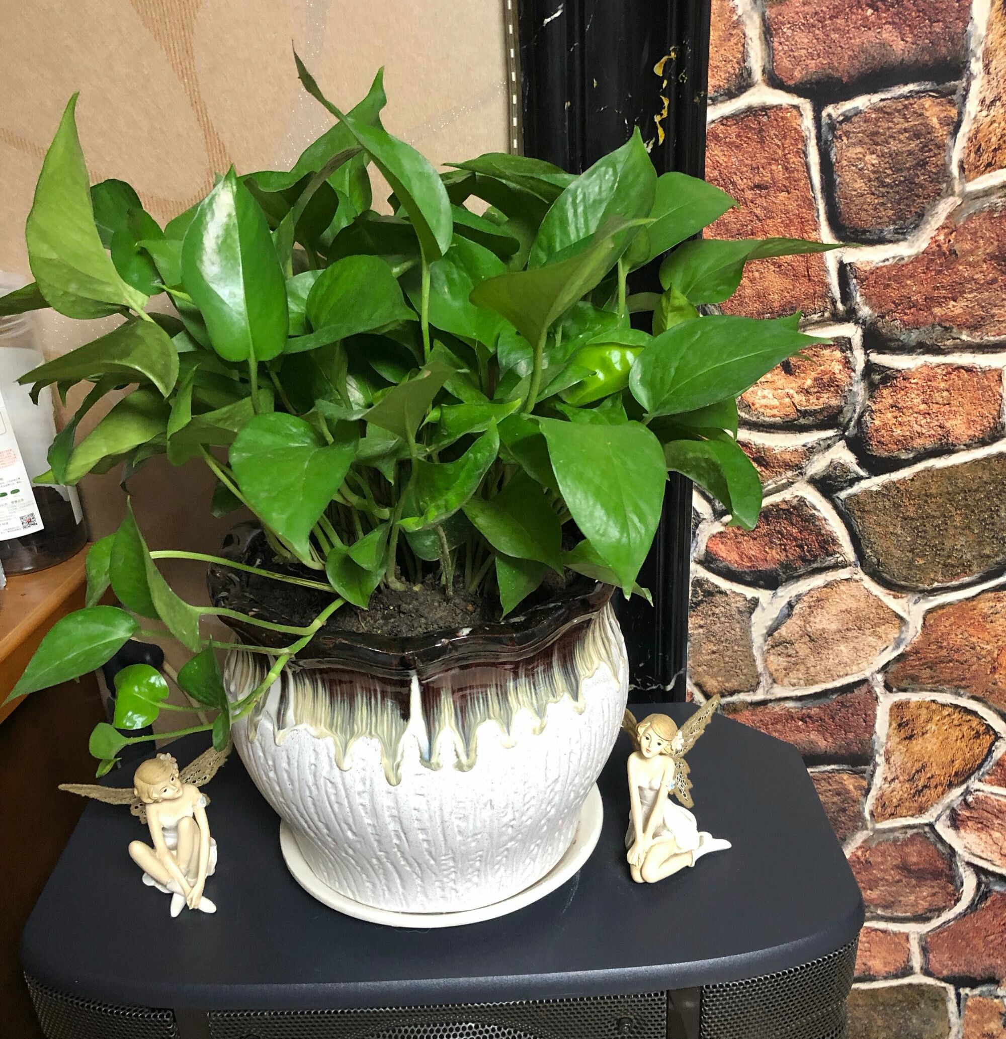 绿萝盆栽叶子发黄快速补救方法,绿萝盆栽的叶子发黄怎么办