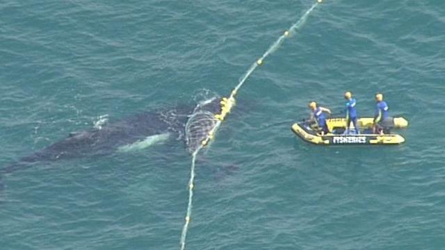 巨型大白鲨真的存在吗,最可怕的巨型大白鲨