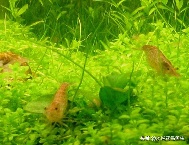 无水二氧化碳水草缸,1米半水草缸怎么设置