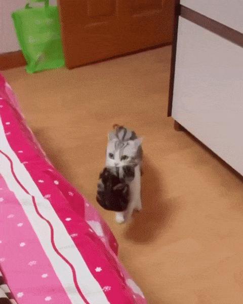 橘猫被抓警察局,肥猫被警察带走判刑