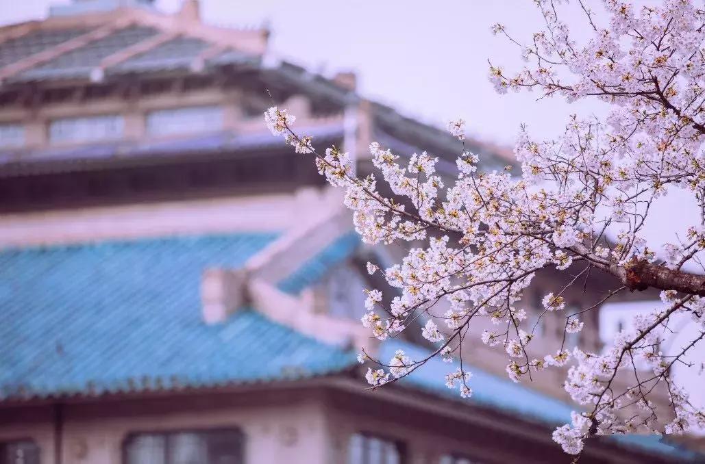 三月赏雨赏花,三月适合去哪儿看花