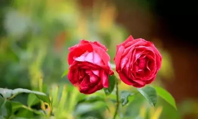 给大家介绍一下玫瑰品种,玫瑰的品种及特点介绍