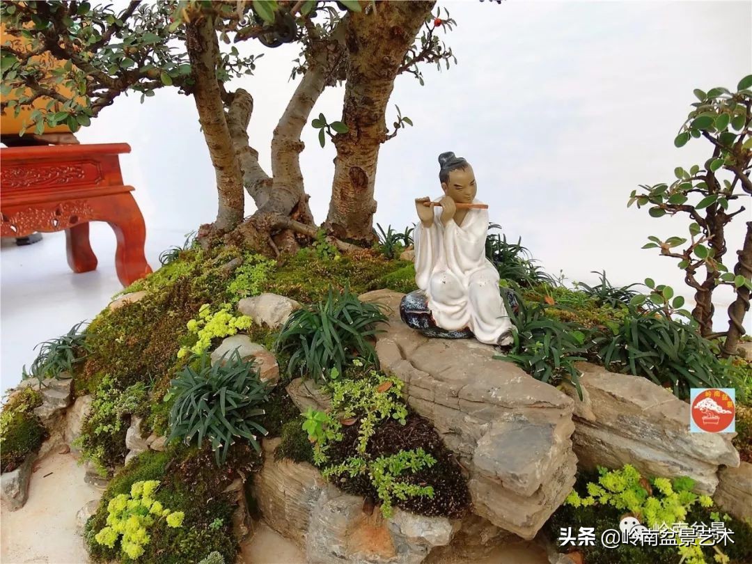 文人杂木盆景精品欣赏,可以做盆景的杂木图片大全