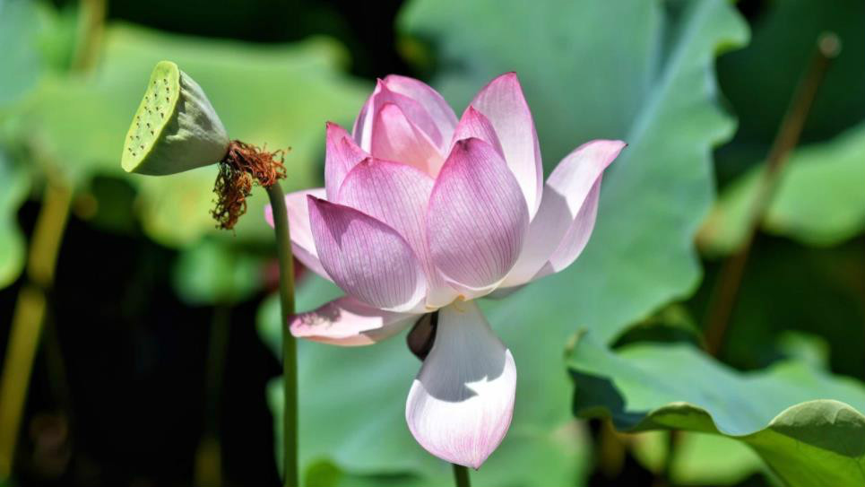 佛系教师的内涵及产生的根源,读懂佛系教师越来越多背后的原因