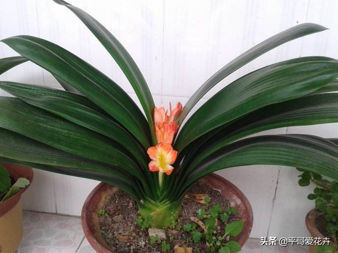 养君子兰的正确方法怎么浇水,8月份君子兰花怎么养才能旺盛