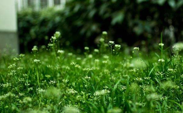 4首辛弃疾的田园风光词，带你远离尘嚣，享用人与自然和谐的美好