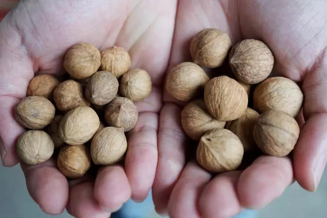 临安哪里的山核桃最好,杭州临安山核桃排名第一