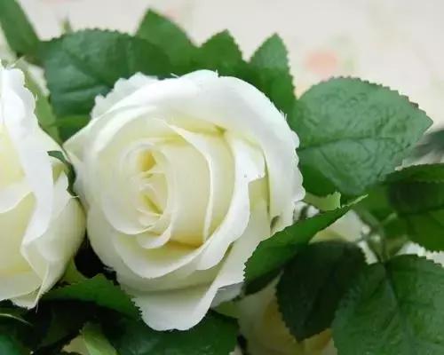 玫瑰大全｜说到玫瑰只能想到红玫瑰的，建议你好看看本文！