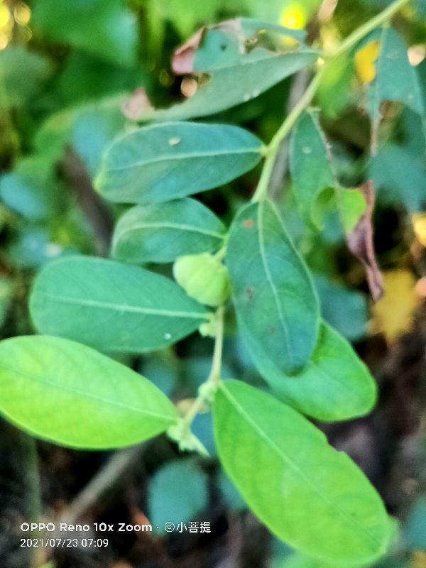 算盘子植物介绍,算盘子属于什么类型植物