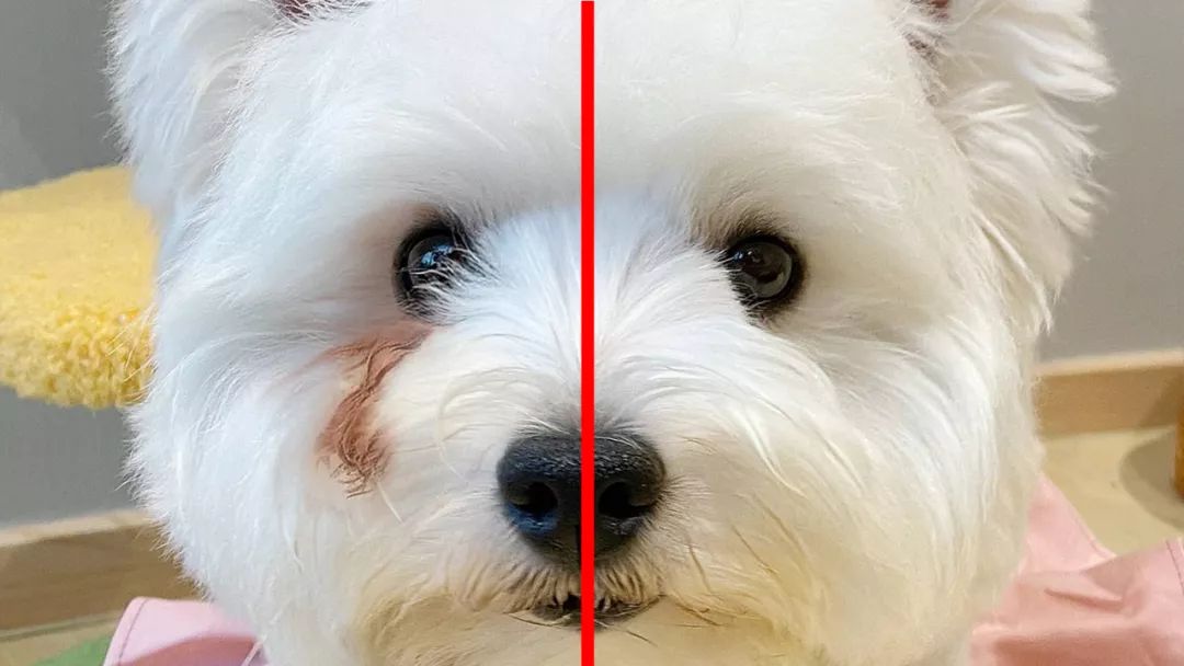 瀹犵墿鍐诲共鍏ㄥ妗舵斁鑲夌殑杩囩▼,瀹犵墿闀垮绉樼睄