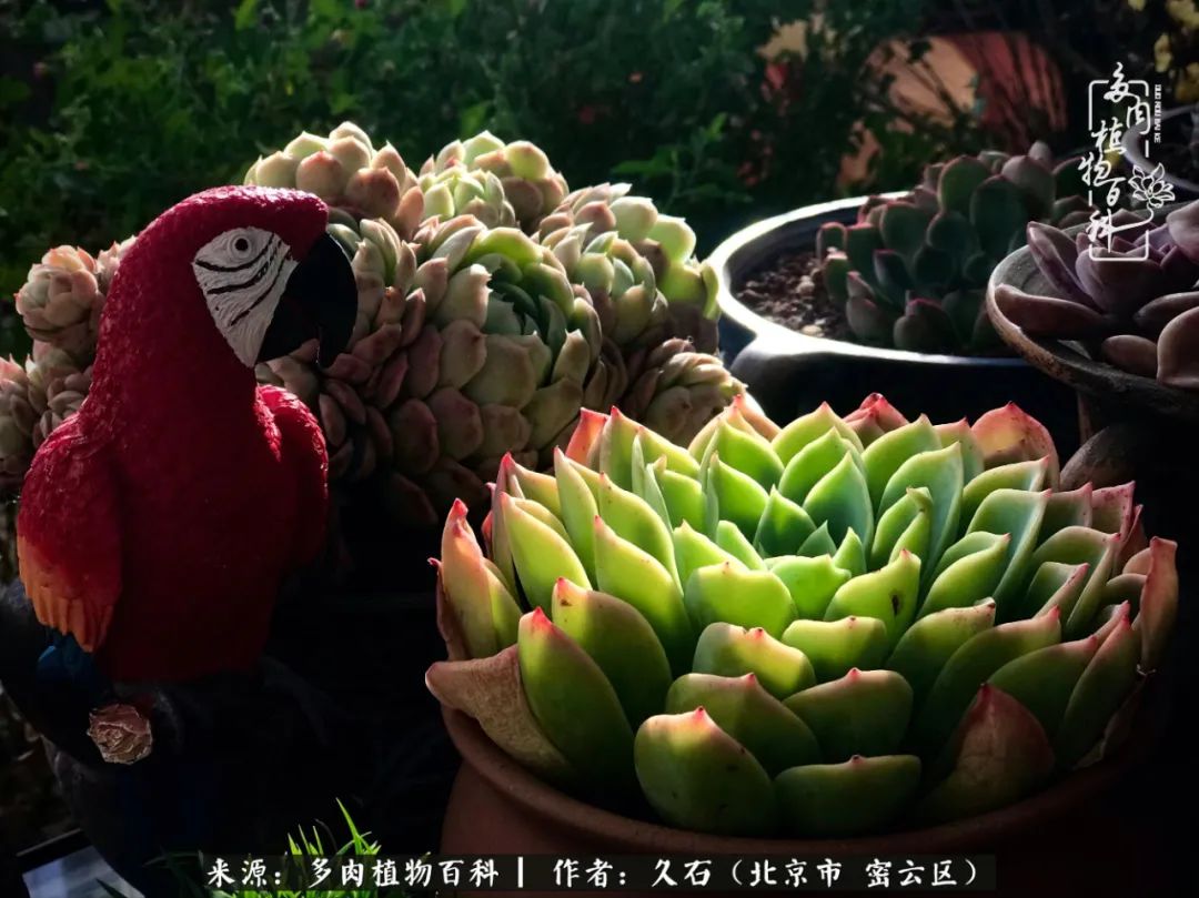 与多肉朝夕相伴的美好时光,多肉相伴人生无忧图片