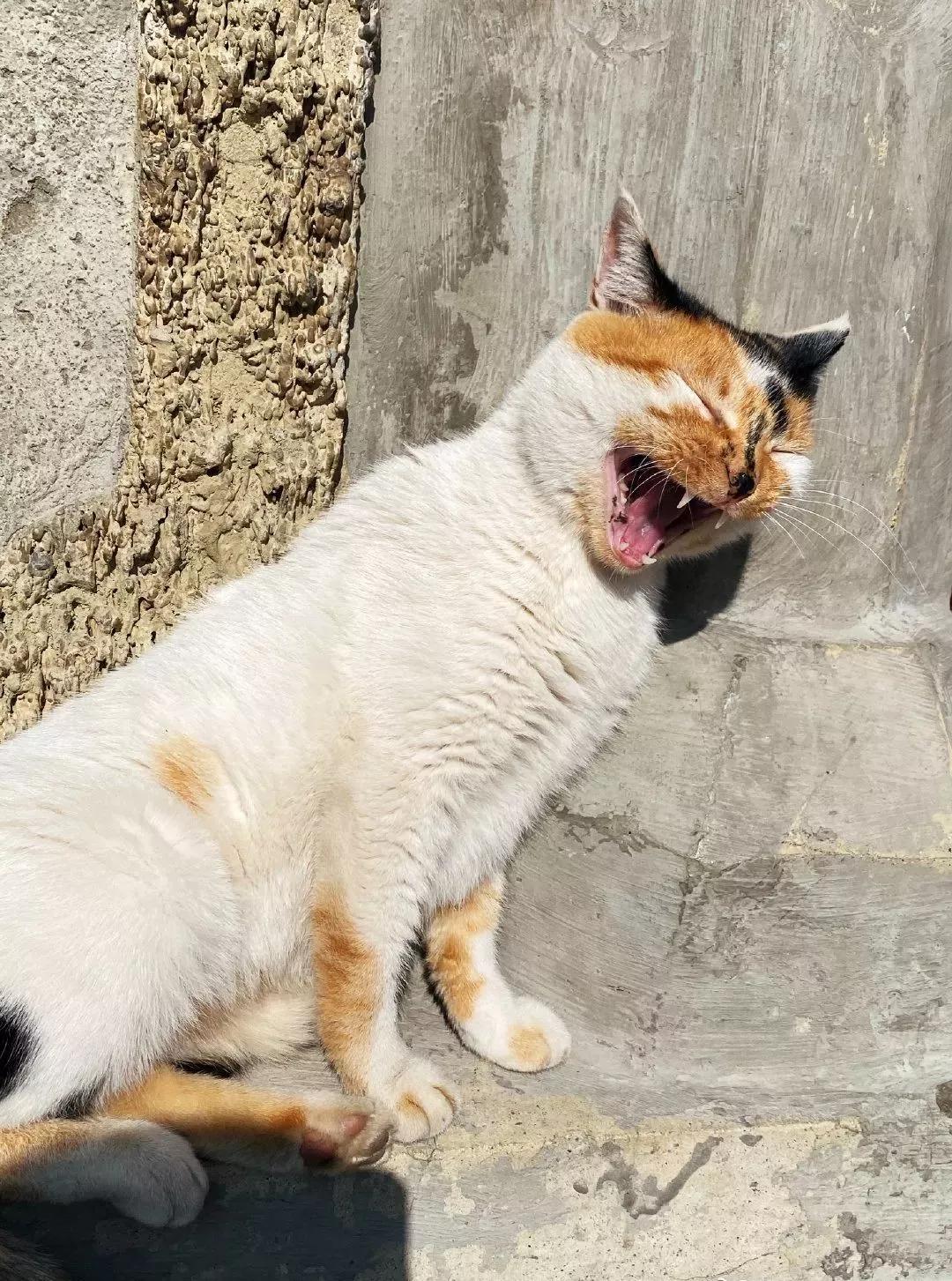 华山雾凇奇观在哪里,高空缆车赏雾凇