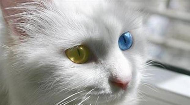 土猫难道真比不过宠物猫吗,洋猫土猫差距有多大网友太真实了