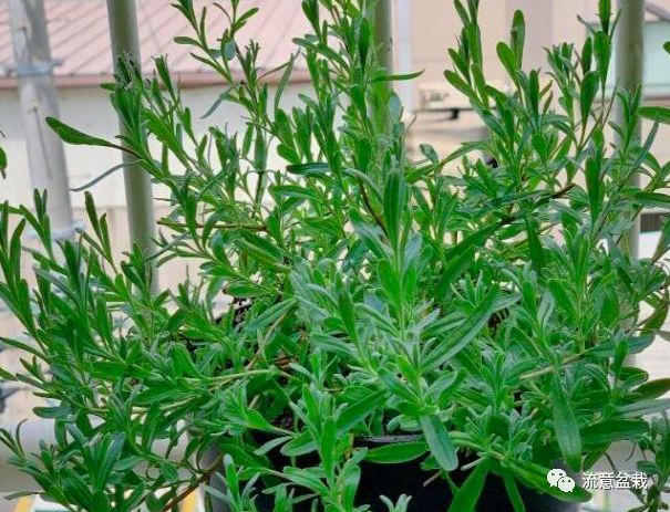 衣草的种植方法和注意事项图片,薰衣草用深盆还是浅盆种好看