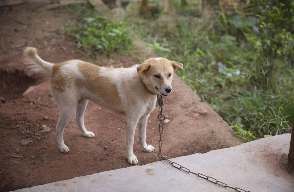 古话说猫来穷狗来富是真的吗,狗来富猫来穷有这样的说法吗