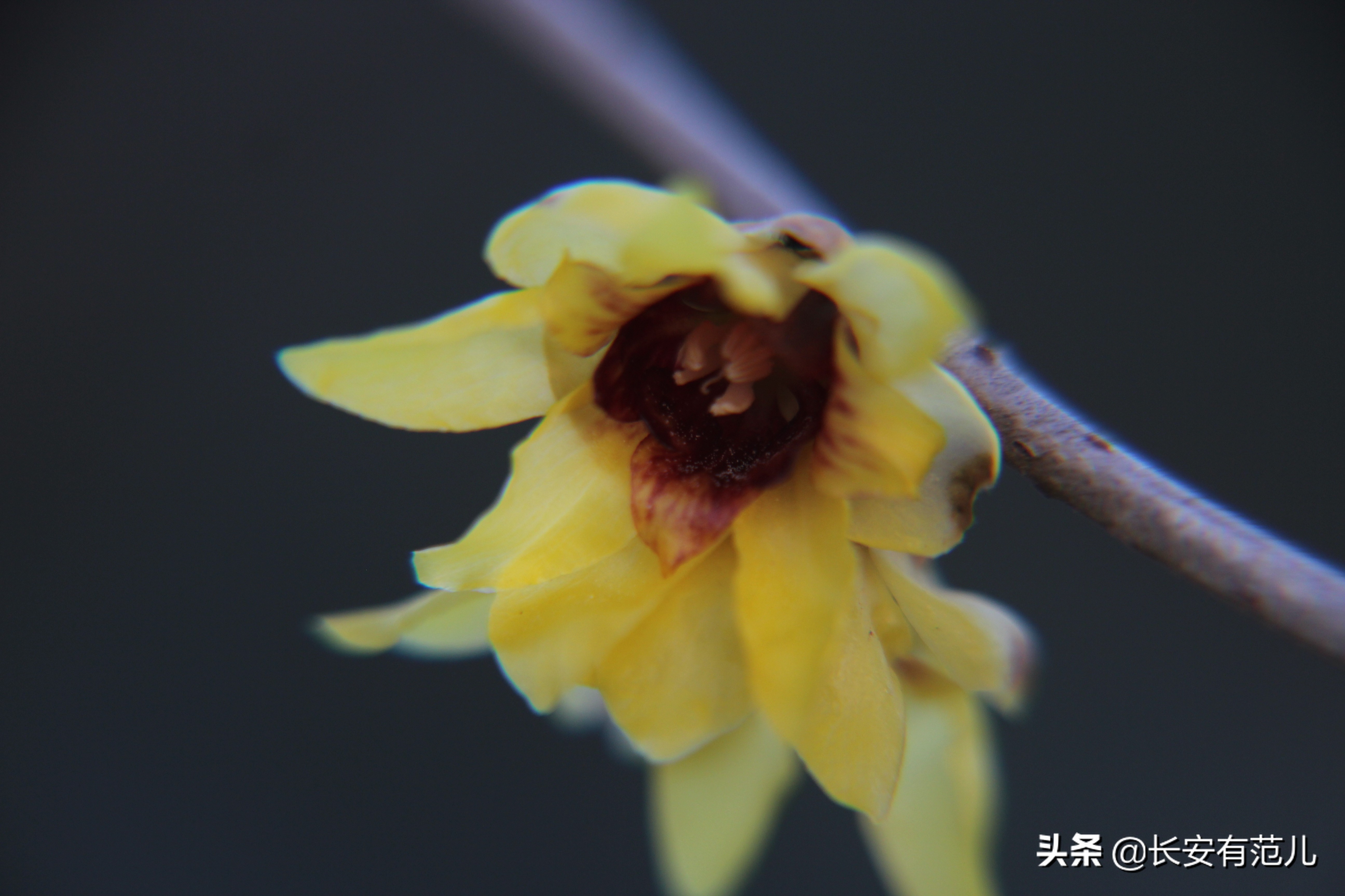 蜡梅和梅花的区别图,蜡梅和梅花的生长环境有何区别