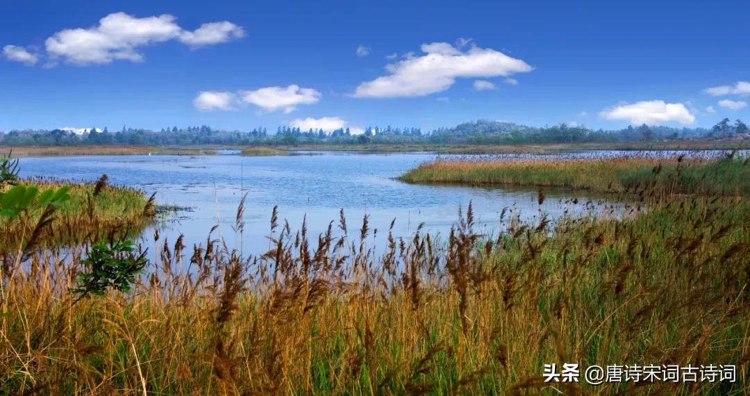 蒹葭苍苍白露为霜所谓伊人完整版,蒹葭苍苍白露为霜所谓伊人