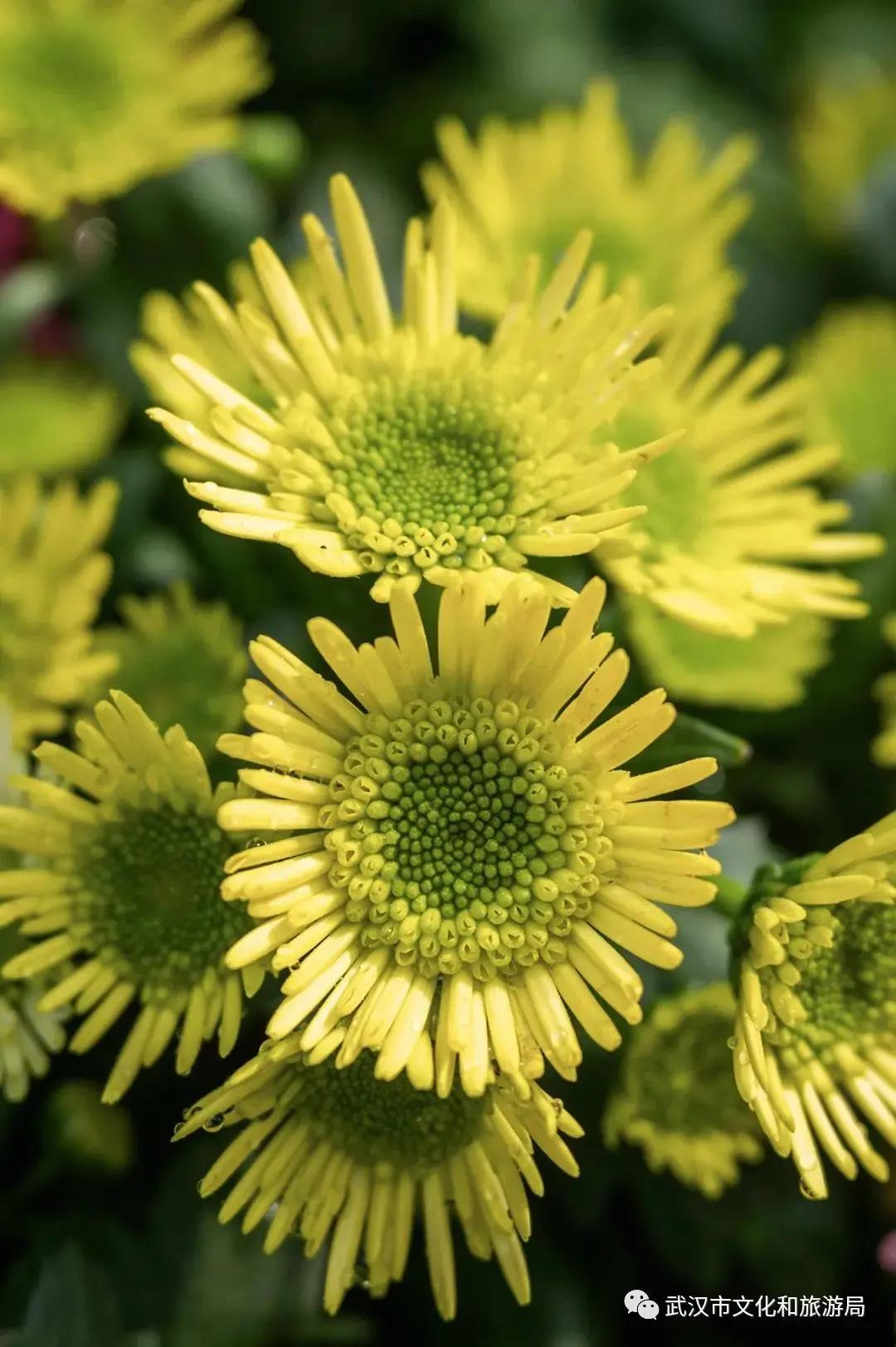菊花烂漫,赏菊花汉口江滩打卡
