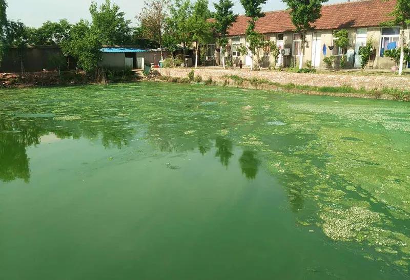 防控蓝藻,蓝藻的危害和防治的方法