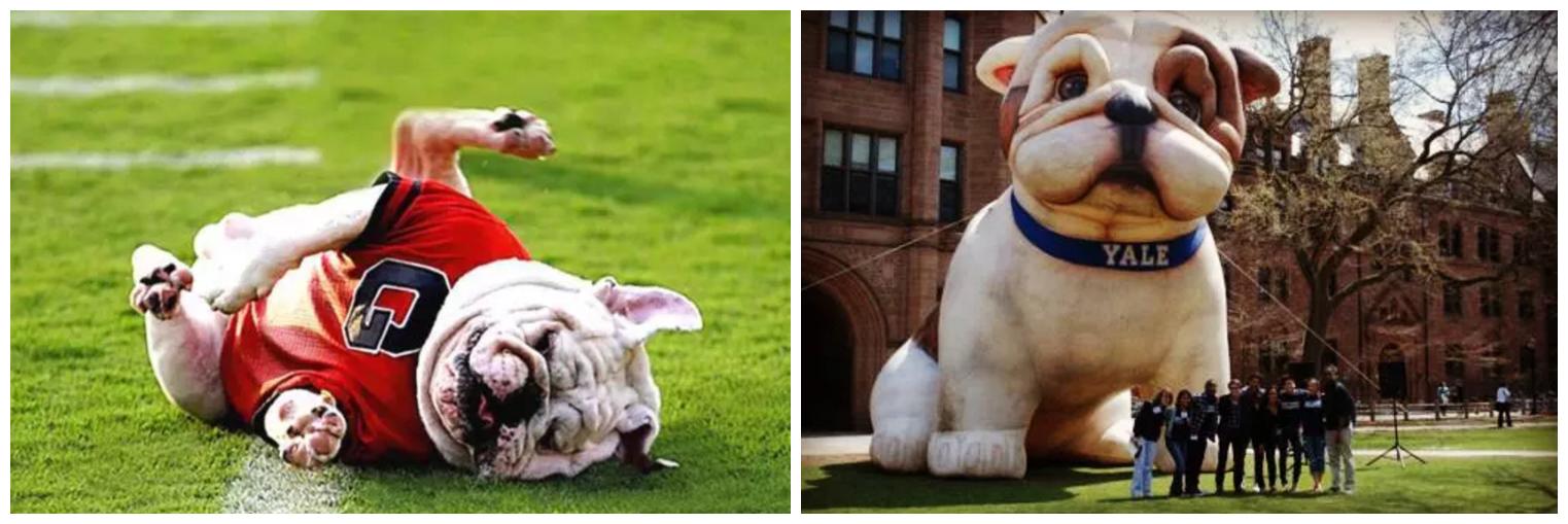 高校吉祥物盘点,高校吉祥物图鉴大全