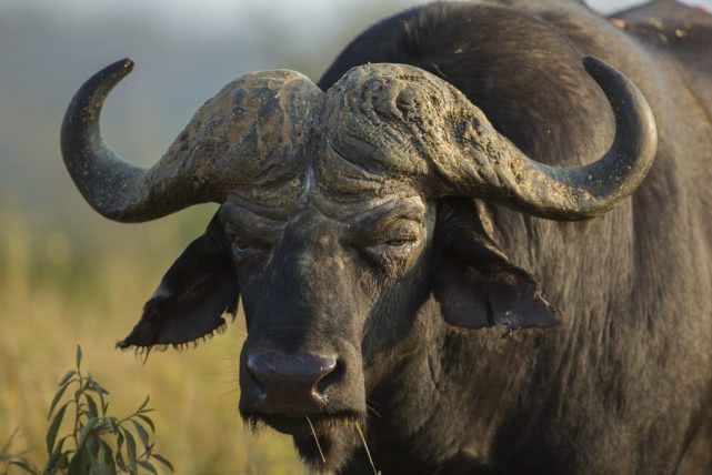 世界上最危险的五种动物第一名,18个看似无害其实很危险的动物