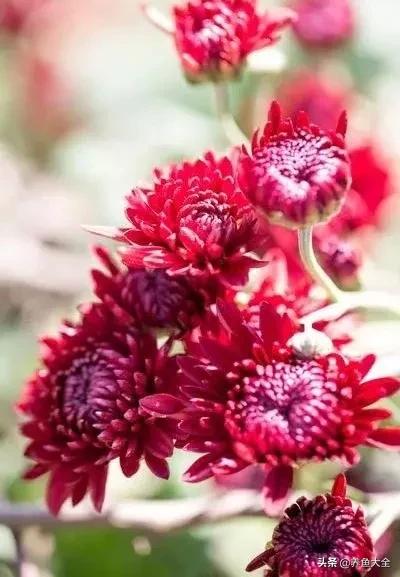 一至十二月的花期,12月到2月份的花期