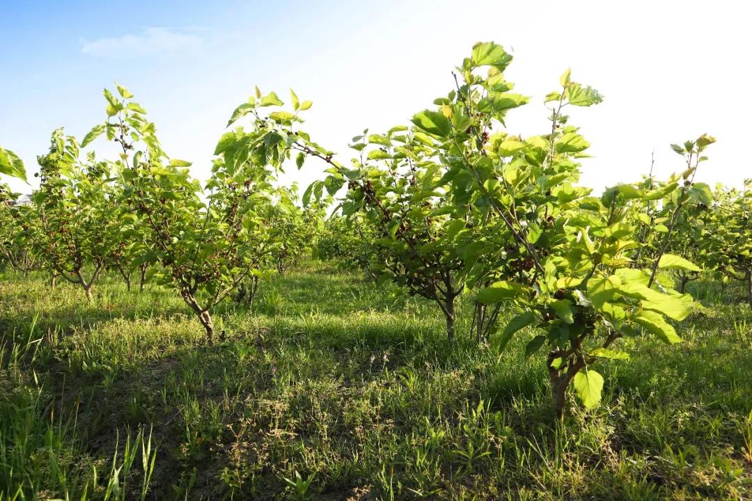 美到犯规！这个500亩的有机庄园，成三产融合教科书