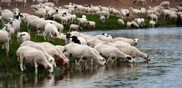电视剧《最美的乡村》烤了一只老兵烤羊，你不知道承德烤羊有多香