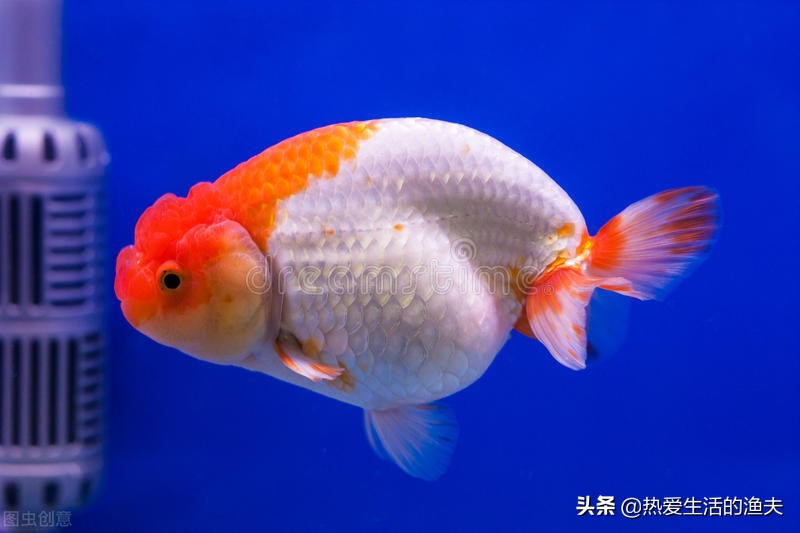 金鱼怎么投喂饲料好养,小金鱼怎么养成大金鱼