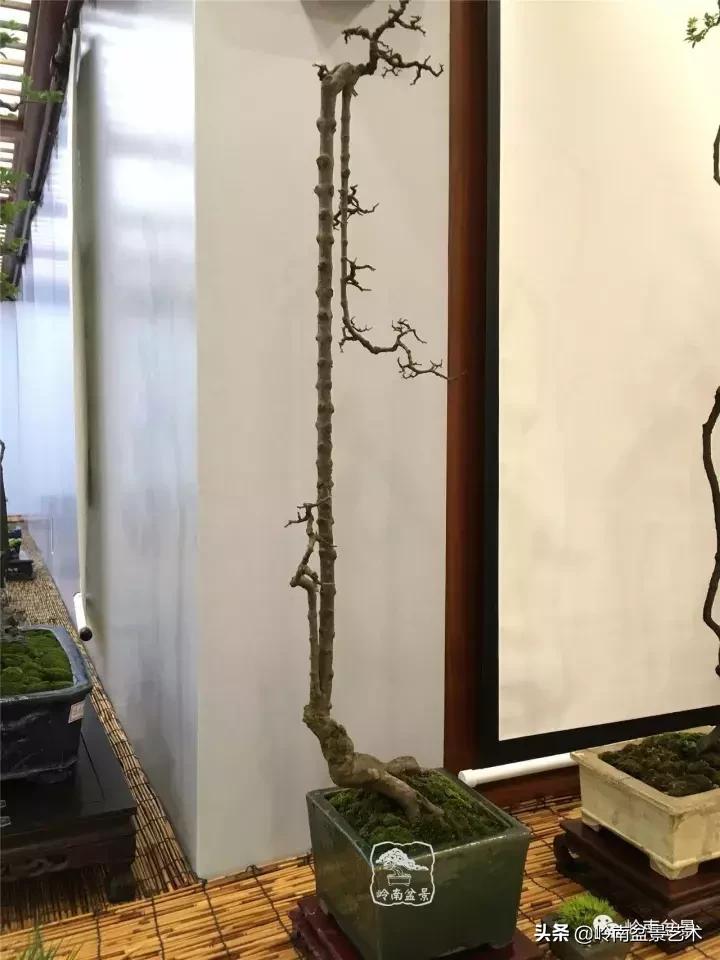 最美的100盆雀梅盆景,雀梅盆景第一年修剪视频