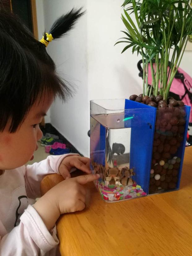 自制免换水生态鱼缸小型,自制自循环生态鱼缸