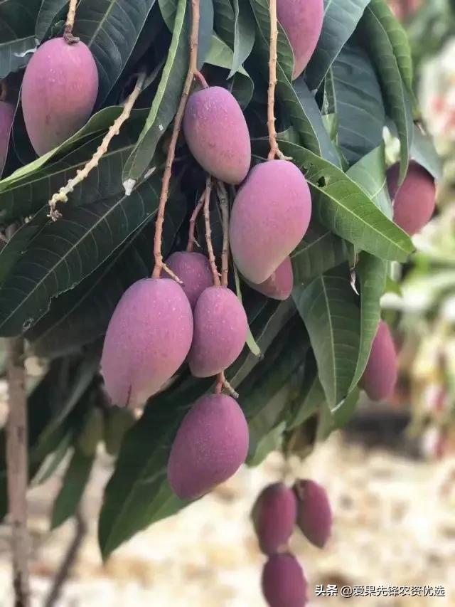 有前景的芒果品种名字大全,长势比较好的芒果品种