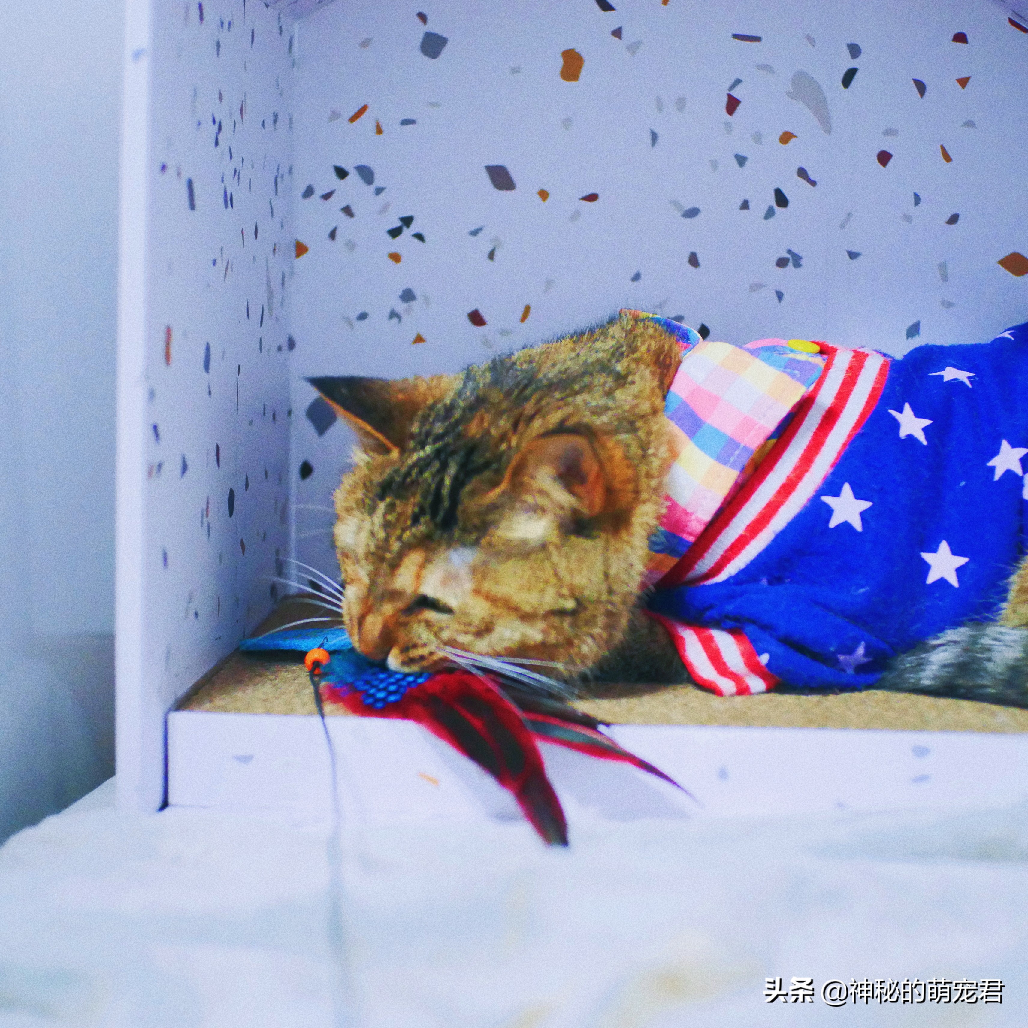 什么逗猫棒猫咪会玩,怎么做猫咪玩的逗猫棒