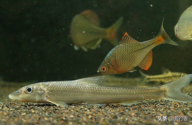 金沙江上游的江鱼有哪些,金沙江上游都有哪些鱼种