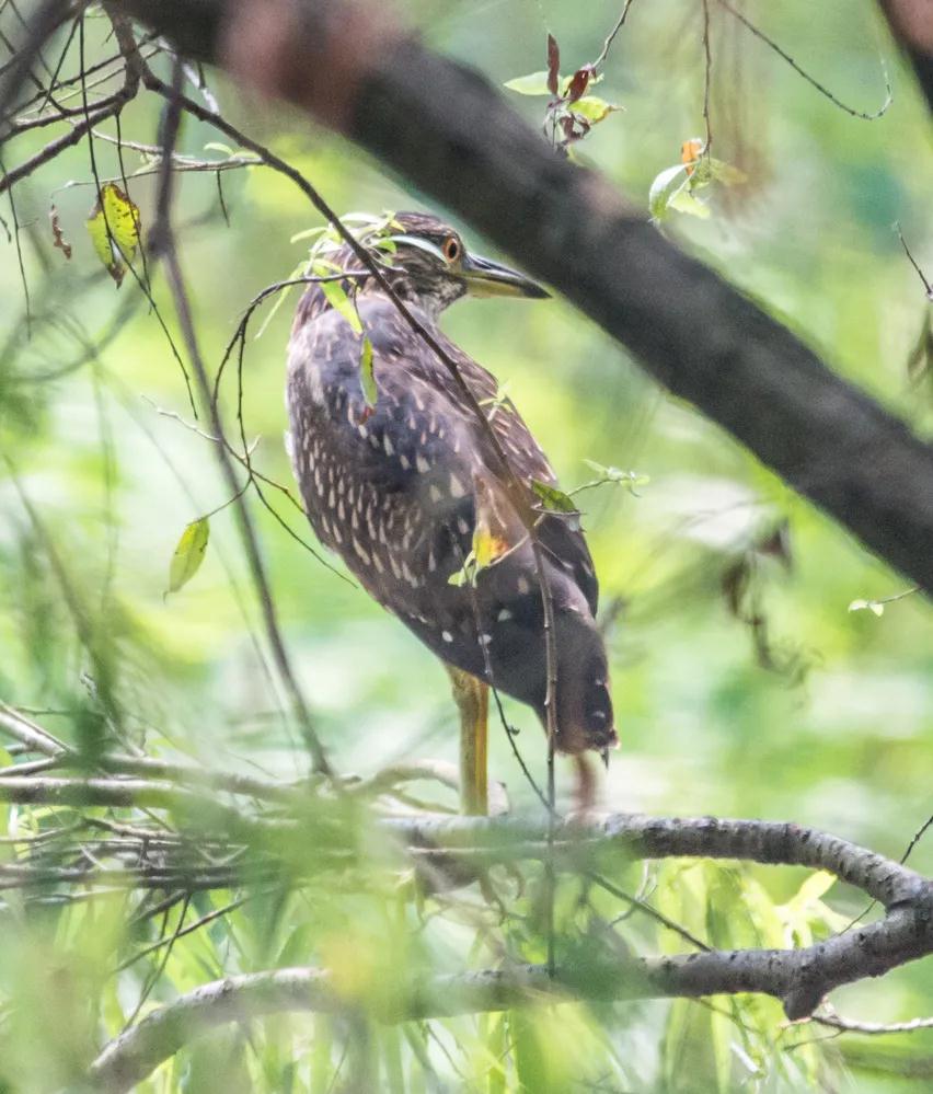 中国的植物多样性保护,全国林草生物多样性保护成就展