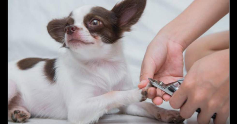 狗狗专用指甲刀充电款,可以用人的指甲刀帮狗狗剪指甲吗