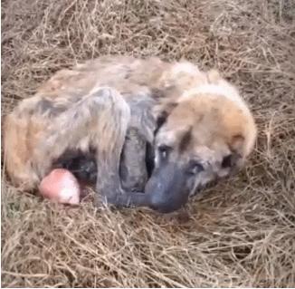 繁殖犬被割去声带,繁殖犬子宫脱落被丢弃