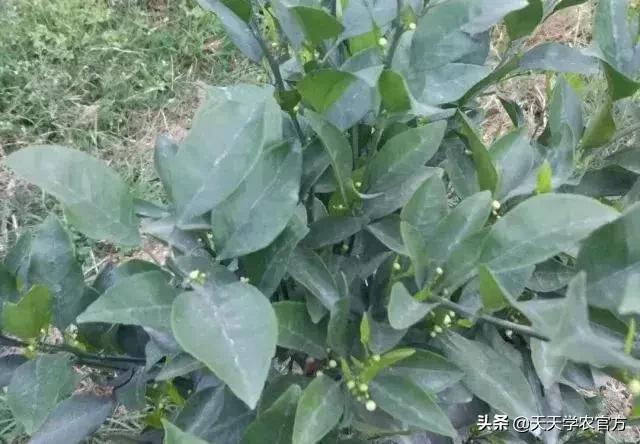 幼果期落果严重怎么补救,落果高峰期有什么表现