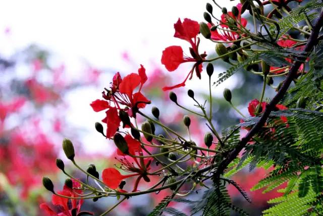 毕业季的凤凰花和栀子花,毕业季凤凰花开的时候