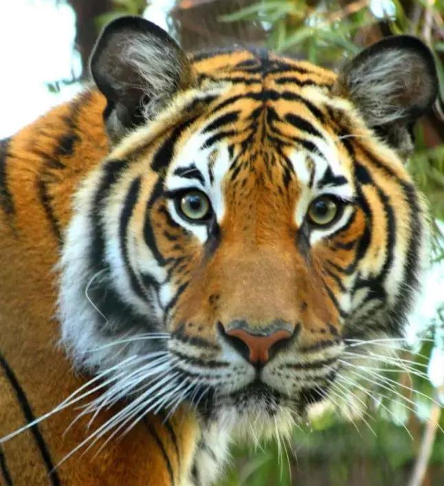 没有熊猫会怎样,比熊猫还濒危的动物中国特有动物