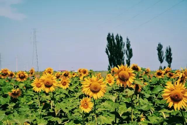 她的美是你无法企及的,她的美是不可方物的美