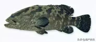 科普海洋鱼类知识儿童,海洋鱼类科普大全图解