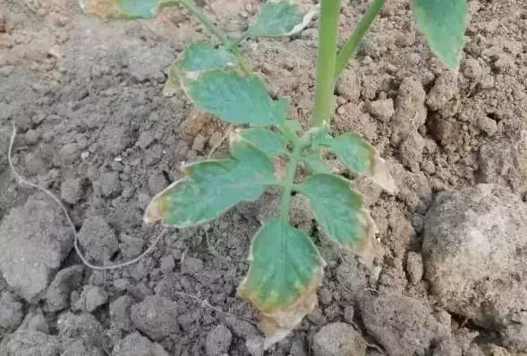 牛粪鸡粪猪粪哪种做有机肥料好,鸡粪牛粪羊粪哪个更肥力好