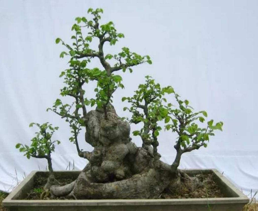 山上适合做盆景的树,山上有什么树做盆景