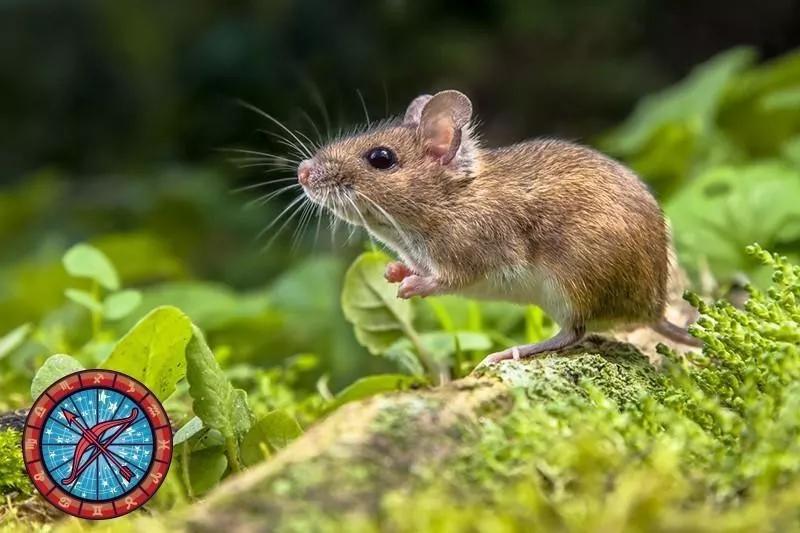 十二星座运势野兽,如何知道自己星座最适合的动物