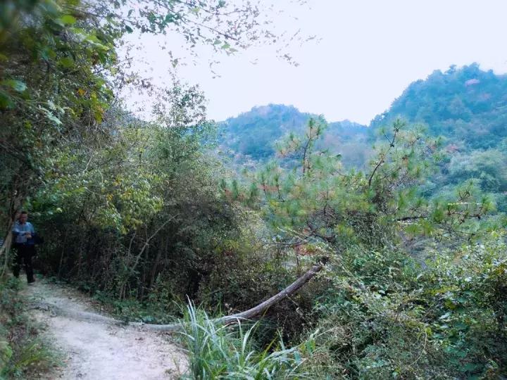 平江碧龙峡景区值得去玩吗,平江碧龙峡全长多少公里